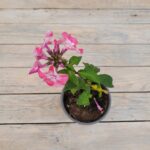 Флокс метельчатый Евгения d12 — изображение 2