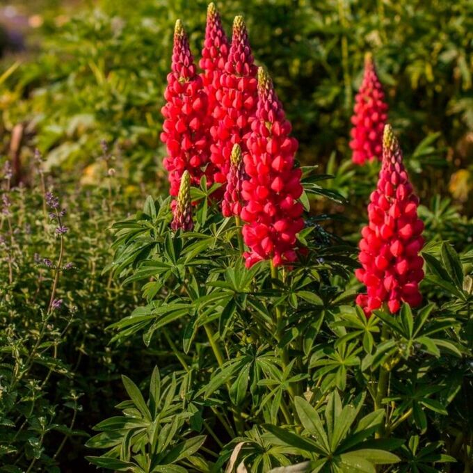 Люпин Люпини Ред Шейдс "Lupini Red Shades" d12