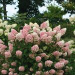 Гортензия метельчатая Тач оф Пинк d13