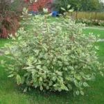 Дерен Сибирика Вариегата "Sibirica Variegata" d9-10