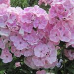 Флокс Татьяна "Tatjana" d12