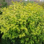 Пузыреплодник Дартс Голд 2,1 л