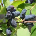 Жимолость Тана "Тana" d9-10