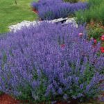 Котовник Фассена БЕЗ СОРТА d12