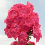 Флокс Малиновое Суфле "Malinovoe Sufle" d12