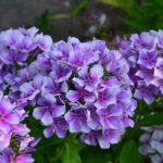 Флокс метельчатый Юнга d12