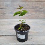 Флокс метельчатый Синий взгляд d12