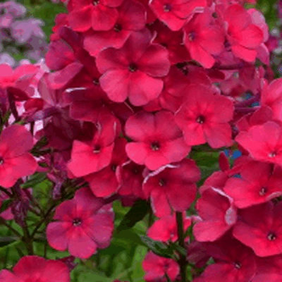 Флокс метельчатый Зумба d12