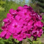 Флокс метельчатый Шансон d12