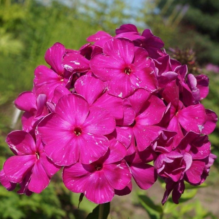 6776173734 Флокс метельчатый Шансон d12 — изображение 1