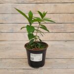 Флокс метельчатый Гжель d12