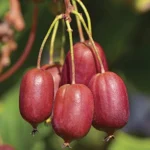 Актинидия аргута Скарлет Септембер "Scarlet September" d10