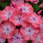 Флокс метельчатый Римма d12