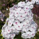 Флокс метельчатый Молочное Суфле d12