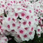 Флокс метельчатый Джулия d12