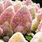 Гортензия метельчатая Саммер Лав 3л