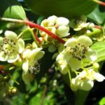 Актинидия аргута Вейки мэйл "Weiki male" d9-10