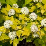 Пузыреплодник калинолистный Дартс Голд "Dart's Gold" d9-10