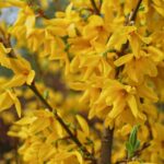 Форзиция промежуточная Линвуд "Lynwood" d9