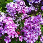 Флокс метельчатый Шторм d12