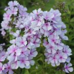 Флокс метельчатый Егорка d12