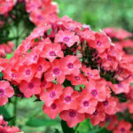 Флокс метельчатый Горислав d12