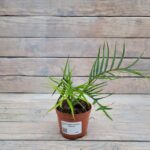 Филодендрон Тортум "Tortum" d11