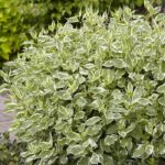 Дерен белый Айвори Хало "Ivory Halo" d9-10