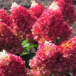 Гортензия метельчатая Индиан Саммер (Ред Вельвет)  d9-10