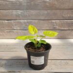 Шеффлера Голден Амате "Golden Amate" d12