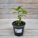 Флокс метельчатый Капитан d12