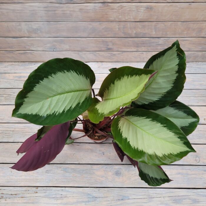 Алоказия Дабл Лайн d11 — изображение 2