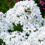 Флокс метельчатый Царевна-Лебедь d12