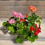 Пеларгония зональная РАСПРОДАЖА d12 — изображение 2