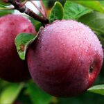 Яблоня Спартан 4-5л