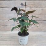 Антуриум Блек d11