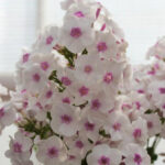 Флокс метельчатый Весенний Сад d12