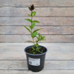 Флокс метельчатый Виринея d12