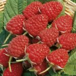 Малина Глен Ампл "Glen Ample" d9-10