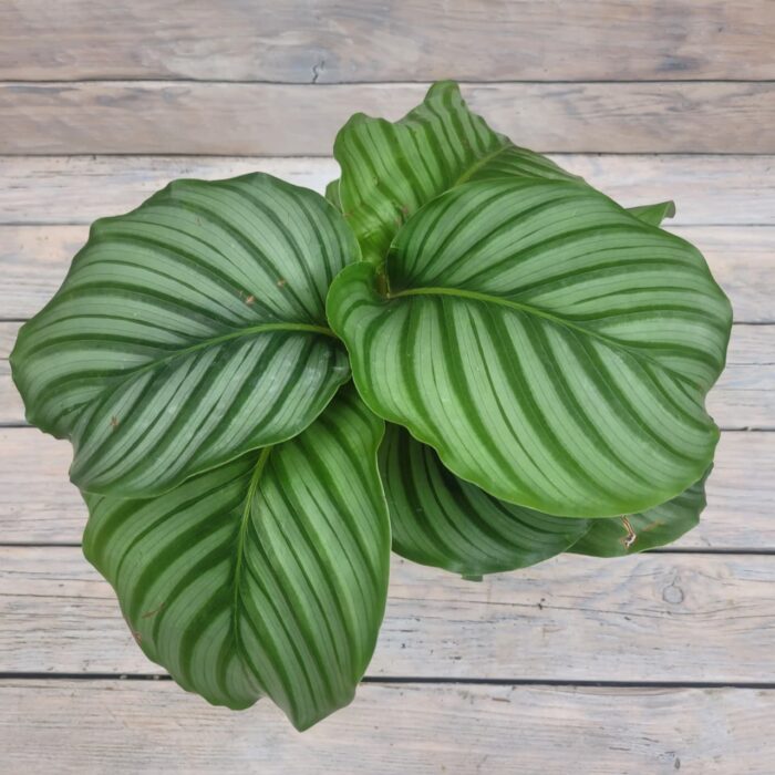Алоказия Грин Эппл d11 — изображение 2