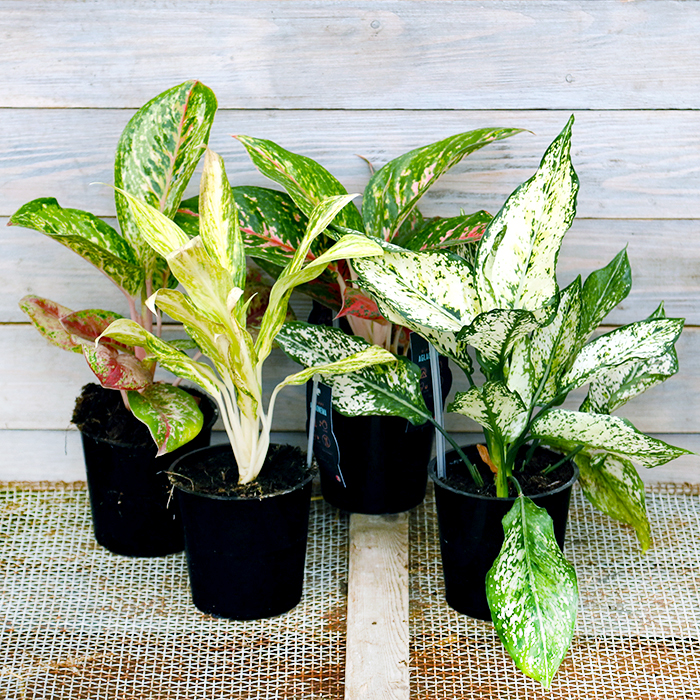aglaonema-2-a.jpg Аглаонема Микс d9 — изображение 1