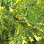 Акация желтая Лорберги "Lorbergii" ШТАМБ 2л