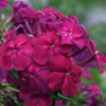 Флокс Эльдар "Eldar" d12