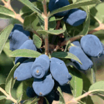 Жимолость Хоней(Хани) Би "Honey Bee" d9-10