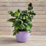 Томат кашпо d23