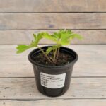 Дельфиниум Мэджик Фонтейнс Мид Блю Уайт Би d12