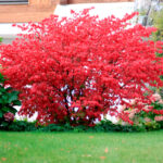 Бересклет крылатый d9