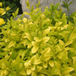 Бирючина овальнолистная Ауреа "Aurea" d9