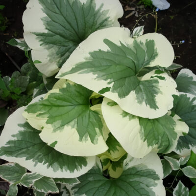 Бруннера крупнолистная Вариегата "Variegata" d17