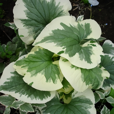 Бруннера крупнолистная Вариегата "Variegata" d17